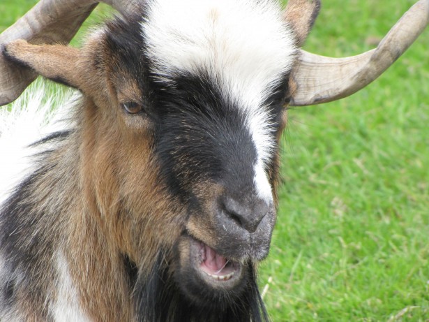 Goat with horns pointing in different directions